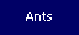 Ants